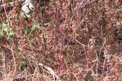 Nothosaerva brachiata